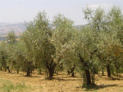 Agriturismo Colombaiolo Pienza Luaran gambar